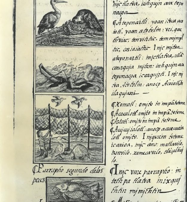 SAR Curated. The Florentine Codex